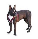 boston university terriers